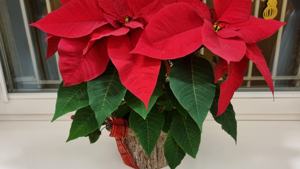 Świąteczne życzenia od&nbsp;s. Dyrektor, Pań Pensjonariuszek i&nbsp;Personelu z&nbsp;ZOL – u